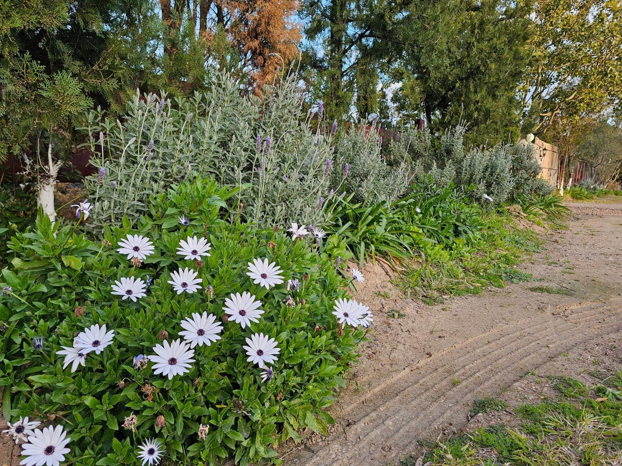 Gowrie Agapanthus Apartment Singleton Exterior foto